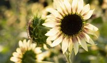 开在心里的花朵