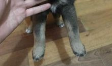 我家的“动物”