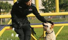警花与警犬观后感