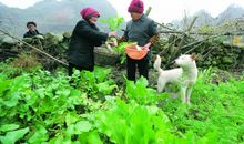 菜地里的“贼”