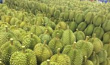 其实榴莲也很美