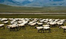 美丽的祁连山草原