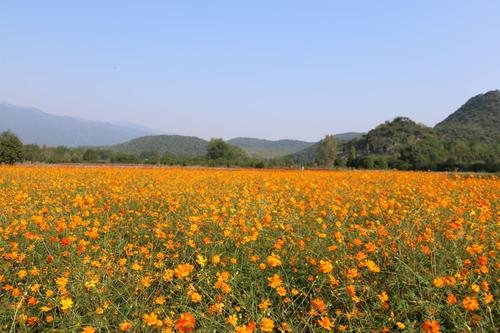 花海半日游