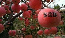 我爱家乡的苹果园