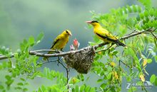 黄莺与小鸟