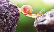 渺小而顽强的生命