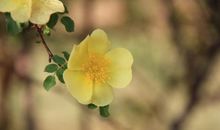 春暖花开的日子