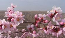 我爱故乡的桃花