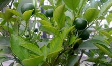 团结一心种小树