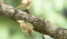 我是一只小麻雀