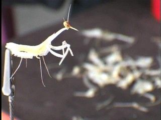 熟练的鱼骨