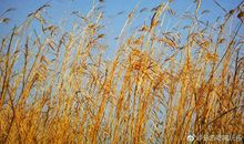 发生在草丛里的新鲜事