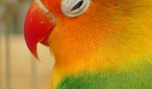可爱的牡丹鹦鹉