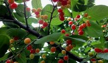 我家乡的樱桃山