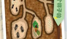 我的新发现—蚂蚁的秘密