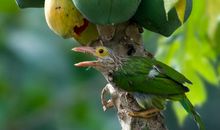 啄木鸟叫三声读后感