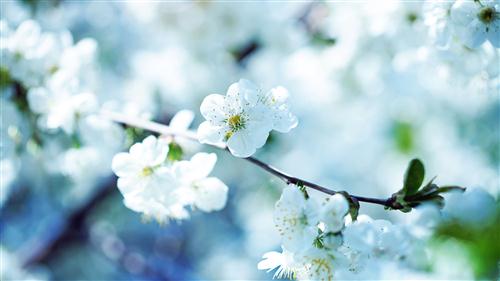 我的故乡丽花梅