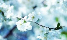 我的家乡梨花美