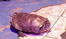 奶奶家的动物园