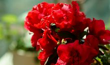 那一抹鲜艳的红色