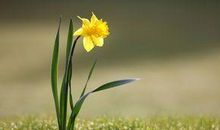 感恩之花开在心中