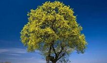 一棵老树的启示