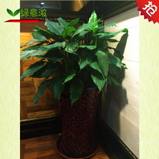 爱和绿色与学术香气