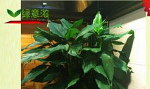 爱心绿意伴书香