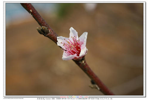 冬季桃花