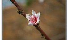 冬日桃花