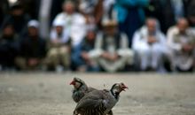 别开生面的“斗牛”比赛