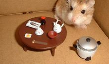 我家有一只小仓鼠