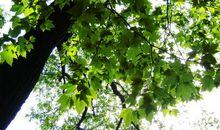 我爱法国梧桐树