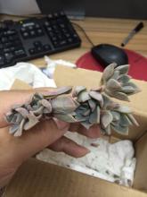 善良的卖方