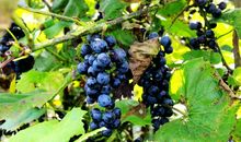 酸酸甜甜的葡萄