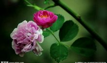 偶然间我闻到了芳香