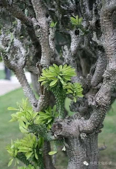 花开的时候我再想起她