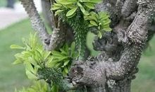 花开时我又想起她