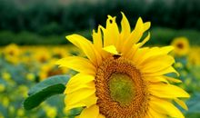 爱触动了我的心