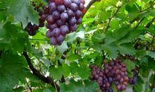 巨峰大葡萄
