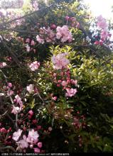 华西花园之春