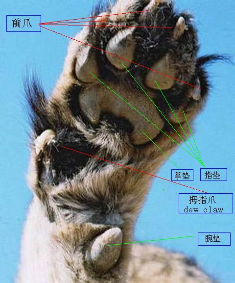 我是猎豹