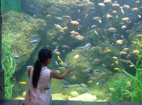 如果我是小金鱼