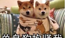 与狗为伴的日子