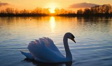 描写大白鹅的作文