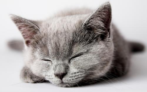 可爱的电子猫