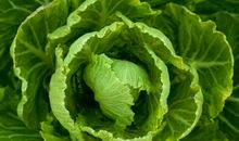 种白菜