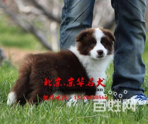 小狗去哪儿了