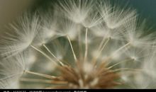 蒲公英和降落伞