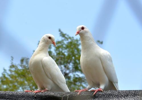 小白鸽